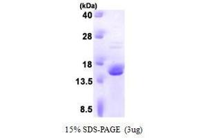 Figure annotation denotes ug of protein loaded and % gel used. (FK506 Binding Protein 2, 13kDa (FKBP2) (AA 22-142) Peptide)