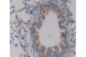 IHC-P analysis of Rat Tissue, with DAB staining. (Apelin antibody  (AA 19-77))