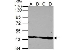 WB Image Sample (30 ug of whole cell lysate) A: NIH-3T3 B: JC C: BCL-1 D: C2C12 10% SDS PAGE antibody diluted at 1:5000 (Actin antibody)