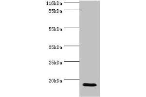 Western blot All lanes: JPT1 antibody at 2 μg/mL + Rat gonad tissue Secondary Goat polyclonal to rabbit IgG at 1/10000 dilution Predicted band size: 17, 20, 12 kDa Observed band size: 17 kDa (JPT1 antibody  (AA 2-154))