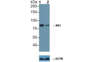 Knockout Varification: ;Lane 1: Wild-type A549 cell lysate; ;Lane 2: MX1 knockout A549 cell lysate; ;Predicted MW: 76kDa ;Observed MW: 80kDa;Primary Ab: 5µg/ml Rabbit Anti-Human MX1 Ab;Second Ab: 0. (MX1 antibody  (AA 80-342))