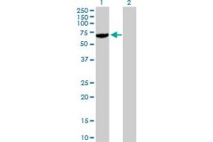 Western Blot analysis of USP14 expression in transfected 293T cell line by USP14 MaxPab polyclonal antibody. (USP14 antibody  (AA 1-494))