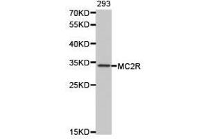 Western Blotting (WB) image for anti-Melanocortin 2 Receptor (Adrenocorticotropic Hormone) (MC2R) antibody (ABIN1873657) (MC2R antibody)