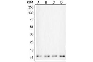 Western blot analysis of Calmodulin expression in HeLa (A), MCF7 (B), Ramos (C), NIH3T3 (D) whole cell lysates.