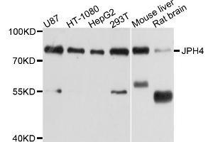 Western blot analysis of extracts of various cell lines, using JPH4 antibody (ABIN4904115) at 1:1000 dilution. (Junctophilin 4 antibody)