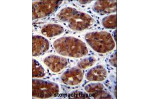 CPSF3L Antibody immunohistochemistry analysis in formalin fixed and paraffin embedded human stomach tissue followed by peroxidase conjugation of the secondary antibody and DAB staining. (CPSF3L antibody  (N-Term))