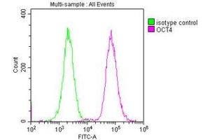 Overlay histogram showing A549 cells stained with ABIN7164068 (red line) at 1:100. (OCT4 antibody  (AA 1-360))