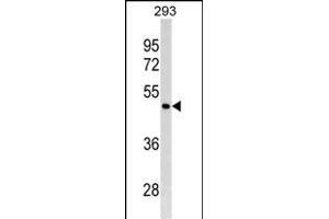 GATA4 Antibody (C-term)(Ascites) ABIN1539968 western blot analysis in 293 cell line lysates (35 μg/lane). (GATA4 antibody  (C-Term))