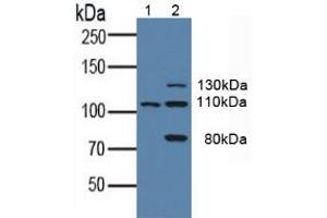 Figure. (FLT3 antibody  (AA 335-544))