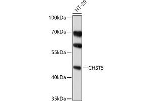 Western blot analysis of extracts of HT-29 cells, using CHST5 antibody (ABIN7266066) at 1:1000 dilution. (CHST5 antibody  (AA 232-411))