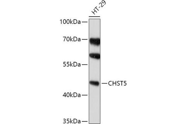 CHST5 抗体  (AA 232-411)