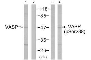 Western blot analysis of extract from NIH/3T3 cells untreated or treated with forskolin (40µM, 30min), using VASP (Ab-238) antibody (E021172, Line 1 and 2) and VASP (phospho-Ser238) antibody (E011158, Line 3 and 4). (VASP antibody  (pSer238))