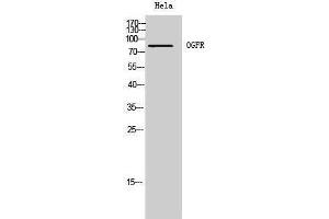 Western Blotting (WB) image for anti-Opioid Growth Factor Receptor (OGFR) (Internal Region) antibody (ABIN3185997) (OGFR antibody  (Internal Region))
