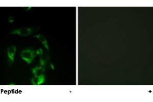 Immunofluorescence analysis of HeLa cells, using EIF4G1 polyclonal antibody .