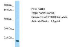 Image no. 1 for anti-DAN Domain Family, Member 5 (DAND5) (C-Term) antibody (ABIN6750049) (DAND5 antibody  (C-Term))