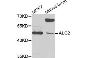 Western blot analysis of extracts of various cell lines, using ALG2 antibody. (ALG2 antibody)