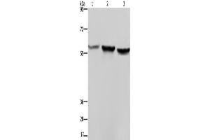 Western Blotting (WB) image for anti-Synapsin II (SYN2) antibody (ABIN2434827) (SYN2 antibody)