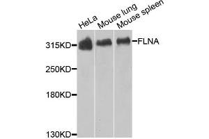 Western blot analysis of extracts of various cells, using FLNA antibody. (Filamin A antibody)