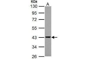 WB Image Sample (30 ug of whole cell lysate) A: NCI-H929 10% SDS PAGE antibody diluted at 1:3000