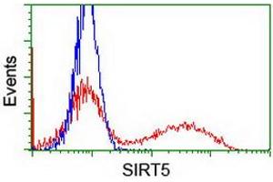 Image no. 3 for anti-Sirtuin 5 (SIRT5) antibody (ABIN1500931)