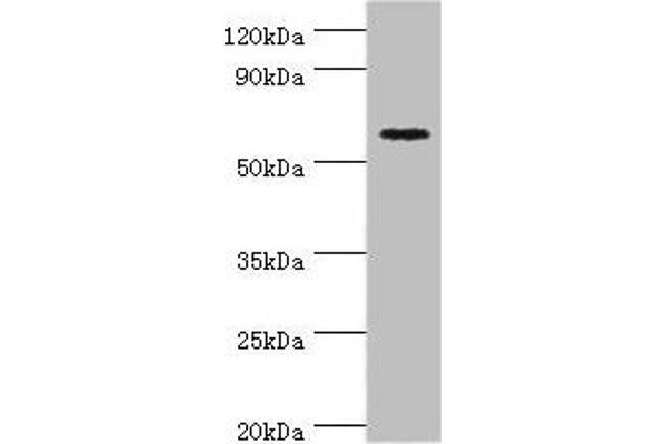 CRY2 antibody  (AA 434-593)