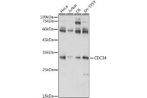 Western blot analysis of extracts of various cell lines, using CDC34 antibody (ABIN6131558, ABIN6138257, ABIN6138258 and ABIN6221114) at 1:1000 dilution. (CDC34 antibody  (AA 1-236))