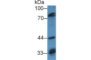 Western Blot; Sample: Human Hela cell lysate; Primary Ab: 3µg/ml Rabbit Anti-Mouse OCT1 Antibody Second Ab: 0. (POU2F1 antibody  (AA 128-391))