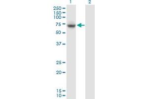 Western Blot analysis of VPS33A expression in transfected 293T cell line by VPS33A MaxPab polyclonal antibody. (VPS33A antibody  (AA 1-596))