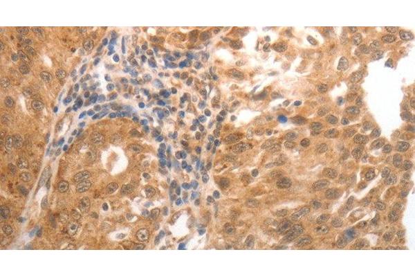 MMP27 antibody