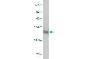 Western Blot detection against Immunogen (35. (FUT10 antibody  (AA 1-92))