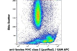 anti-MHC Class I (Alpha+beta2m Chains) antibody