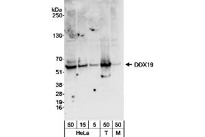 Western Blotting (WB) image for anti-DEAD (Asp-Glu-Ala-As) Box Polypeptide 19B (DDX19B) (AA 1-50) antibody (ABIN7451580)