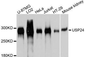 Western blot analysis of extracts of various cell lines, using USP24 antibody (ABIN4905573) at 1:1000 dilution.