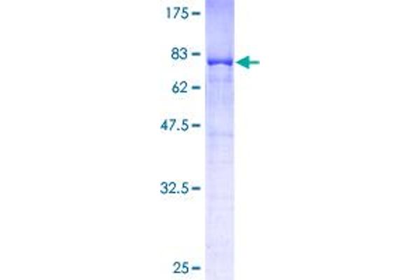 EIF3D Protein (AA 1-548) (GST tag)