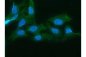 IF analysis of AKR1D1 using anti-AKR1D1 antibody (ABIN7602975). (AKR1D1 antibody  (Middle Region))