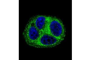 Confocal immunofluorescent analysis of QTRTD1 Antibody (C-term) (ABIN655642 and ABIN2845119) with MCF-7 cell followed by Alexa Fluor 488-conjugated goat anti-rabbit lgG (green). (QTRTD1 antibody  (C-Term))