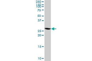 CIP29 MaxPab polyclonal antibody. (SARNP antibody  (AA 1-210))