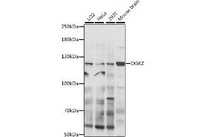 Western blot analysis of extracts of various cell lines, using DGKZ antibody (ABIN7266749) at 1:300 dilution. (DGKZ antibody  (AA 808-1117))