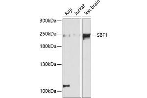Western blot analysis of extracts of various cell lines, using SBF1 antibody (ABIN6132368, ABIN6147404, ABIN6147405 and ABIN6215954) at 1:3000 dilution. (SBF1 antibody  (AA 1630-1770))