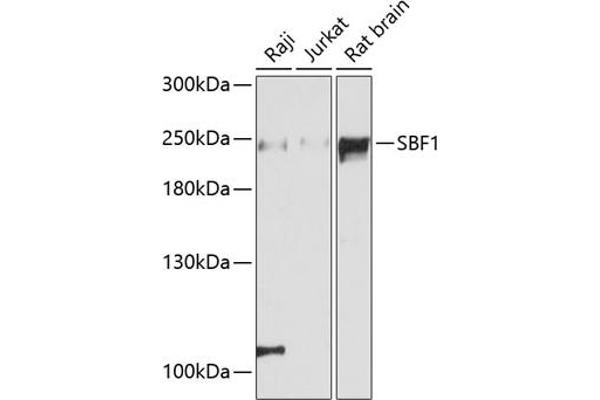 SBF1 antibody  (AA 1630-1770)