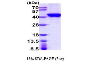 SDS-PAGE (SDS) image for tyrosylprotein Sulfotransferase 2 (TPST2) (AA 26-377) protein (His tag) (ABIN5778819)