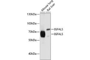 Western blot analysis of extracts of various cell lines, using IGFALS antibody (ABIN6131801, ABIN6142249, ABIN6142250 and ABIN6214387) at 1:1000 dilution. (IGFALS antibody  (AA 396-605))