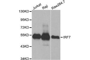 Western blot analysis of extracts of various cell lines, using IRF7 antibody. (IRF7 antibody  (AA 257-516))
