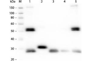 Western Blot of Anti-Rat IgG (H&L) (GOAT) Antibody (Min X Bv Ch Gt GP Ham Hs Hu Ms Rb & Sh Serum Proteins). (Goat anti-Rat IgG Antibody (Cy5) - Preadsorbed)