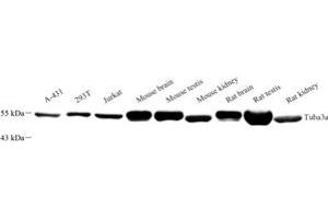 Western blot analysis of Tuba3a (ABIN7076051) at dilution of 1: 500 (Tuba3a antibody)