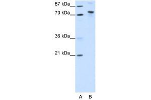 KIAA0737 antibody (20R-1215) used at 0. (TOX4 antibody  (N-Term))