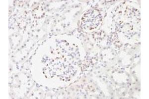 Immunohistochemical staining (Formalin-fixed paraffin-embedded sections) of rat kidney with WT1 monoclonal antibody, clone WT1/857 . (WT1 antibody)
