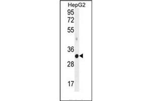 Western blot analysis of MED6 Antibody (C-term) in HepG2 cell line lysates (35ug/lane). (MED6 antibody  (C-Term))