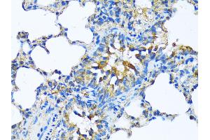 Immunohistochemistry of paraffin-embedded Rat lung using MFGE8 antibody (ABIN6128291, ABIN6143792, ABIN6143794 and ABIN6215931) at dilution of 1:100 (40x lens). (MFGE8 antibody  (AA 1-200))