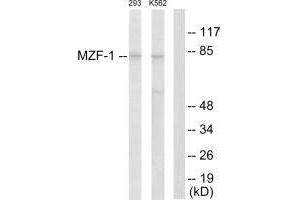 Western blot analysis of extracts from 293 cells and K562 cells, using MZF-1 antibody. (MZF1 antibody  (N-Term))